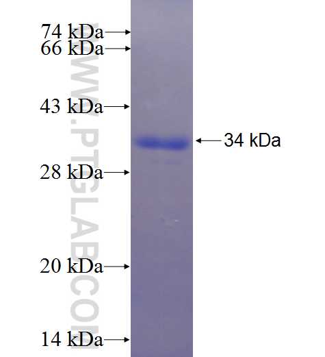 RNF103 fusion protein Ag23338 SDS-PAGE