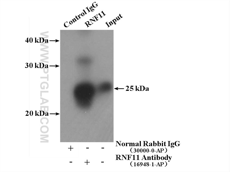 Immunoprecipitation (IP) experiment of mouse brain tissue using RNF11 Polyclonal antibody (16948-1-AP)