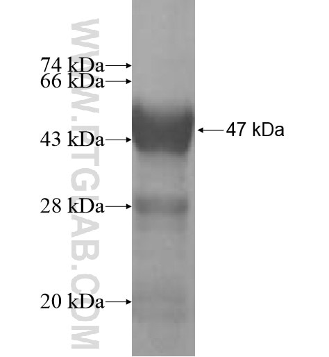 RNF11 fusion protein Ag10563 SDS-PAGE
