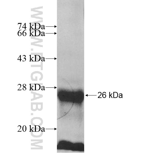 RNF11 fusion protein Ag11643 SDS-PAGE