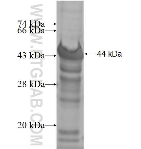 RNF111 fusion protein Ag6340 SDS-PAGE