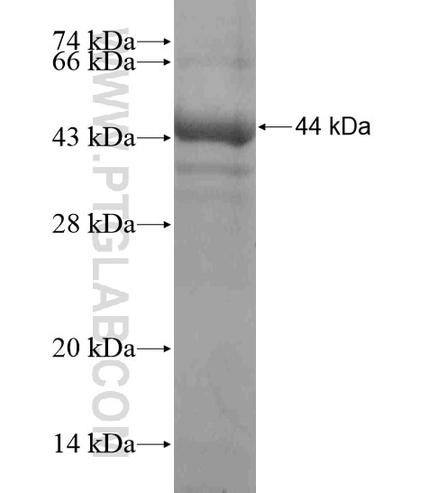 RNF112 fusion protein Ag18602 SDS-PAGE
