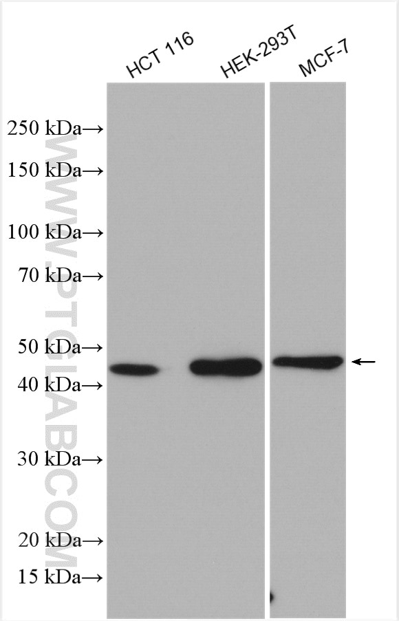 Western Blot (WB) analysis of various lysates using RNF113A Polyclonal antibody (27018-1-AP)