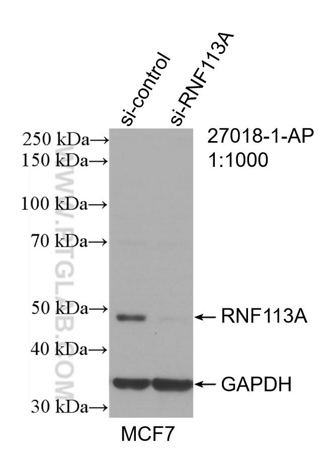 Western Blot (WB) analysis of MCF-7 cells using RNF113A Polyclonal antibody (27018-1-AP)