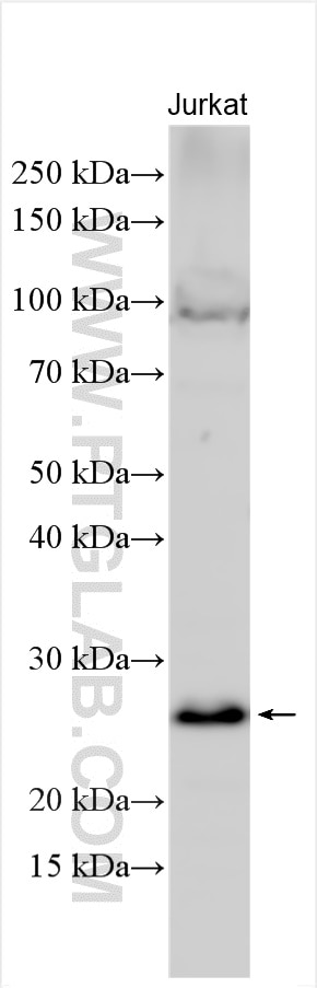 Western Blot (WB) analysis of various lysates using RNF114 Polyclonal antibody (14338-1-AP)
