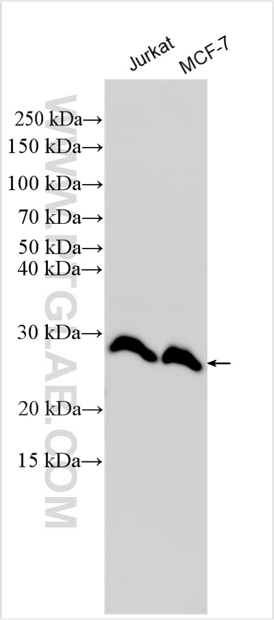 Western Blot (WB) analysis of various lysates using RNF114 Polyclonal antibody (14338-1-AP)