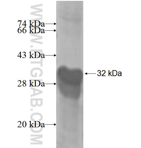 RNF114 fusion protein Ag5915 SDS-PAGE