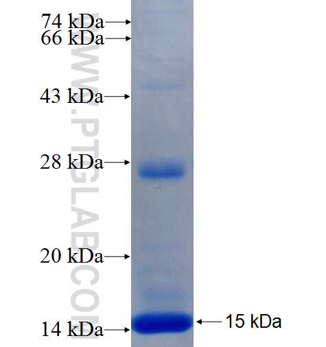 RNF122 fusion protein Ag22511 SDS-PAGE