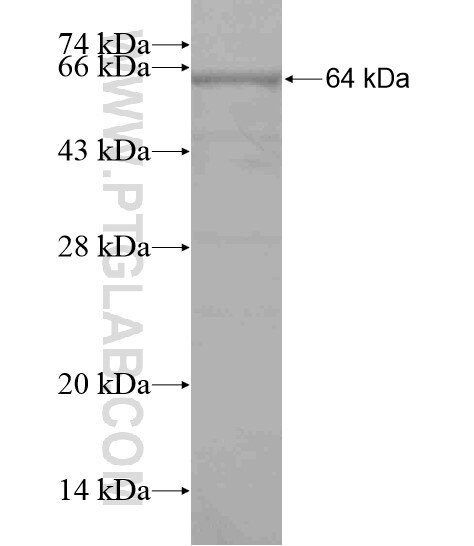 RNF123 fusion protein Ag19642 SDS-PAGE