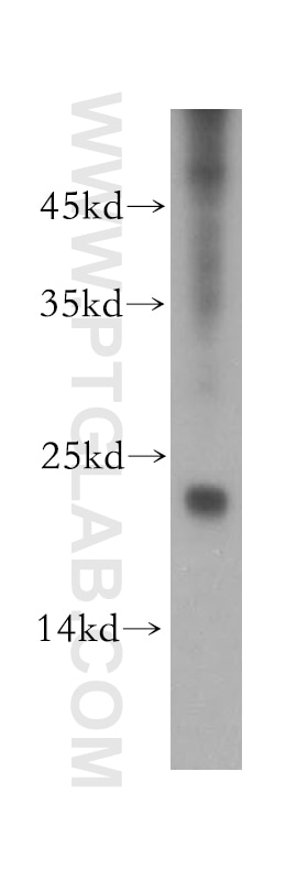Western Blot (WB) analysis of mouse spleen tissue using RNF125 Polyclonal antibody (13290-1-AP)