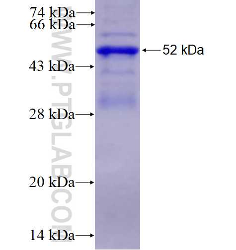 RNF125 fusion protein Ag3908 SDS-PAGE