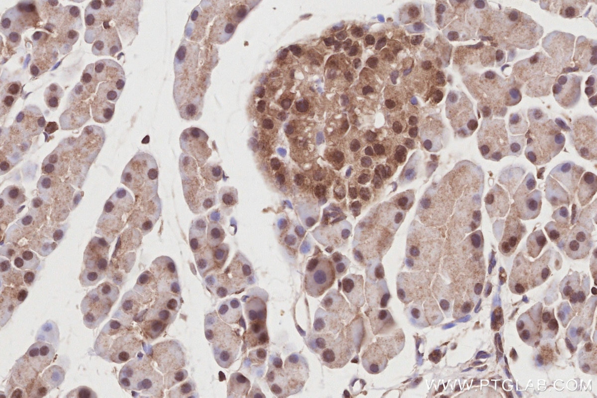 IHC staining of rat pancreas using 19835-1-AP Immunohistochemistry (IHC) staining of rat pancreas tissue using RNF126 Polyclonal antibody (19835-1-AP)