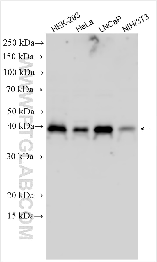 Western Blot (WB) analysis of various lysates using RNF126 Polyclonal antibody (19835-1-AP)