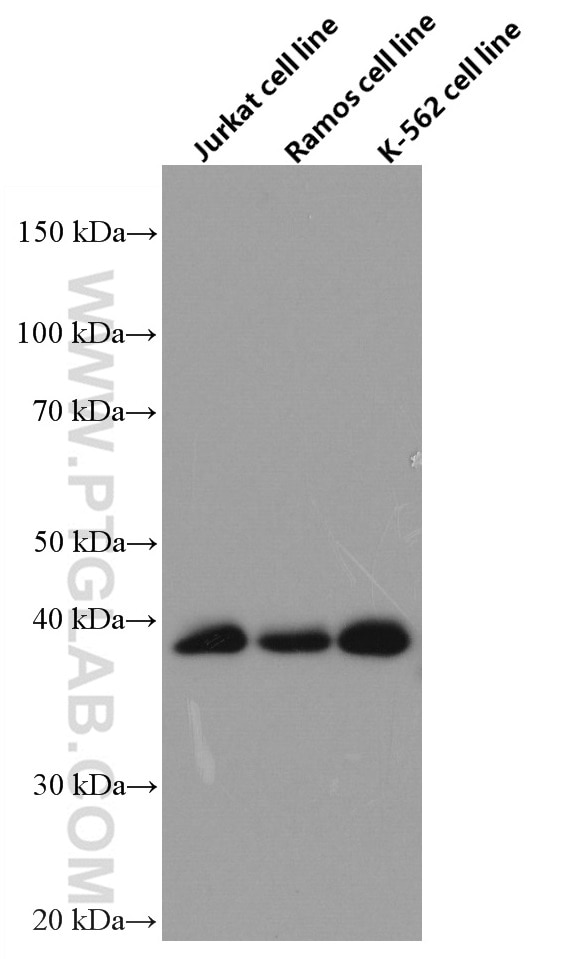 WB analysis of Jurkat using 66647-1-Ig