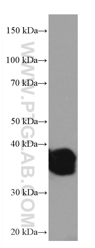 Western Blot (WB) analysis of RAW 264.7 cells using RNF126 Monoclonal antibody (66647-1-Ig)