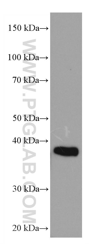 Western Blot (WB) analysis of HSC-T6 cells using RNF126 Monoclonal antibody (66647-1-Ig)