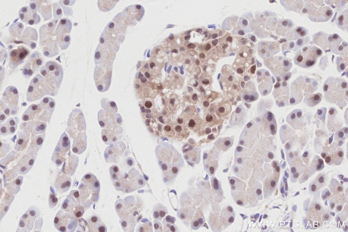 Immunohistochemistry (IHC) staining of rat pancreas tissue using RNF126 Recombinant antibody (84772-6-RR)