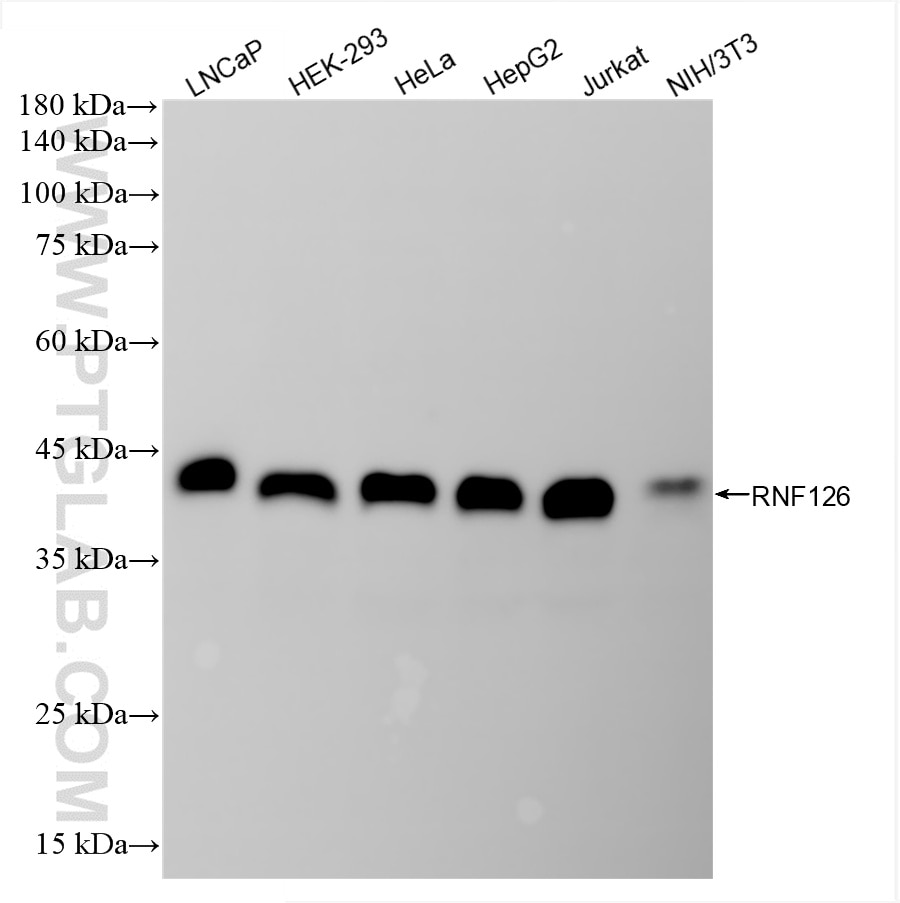 Western Blot (WB) analysis of various lysates using RNF126 Recombinant antibody (84772-6-RR)
