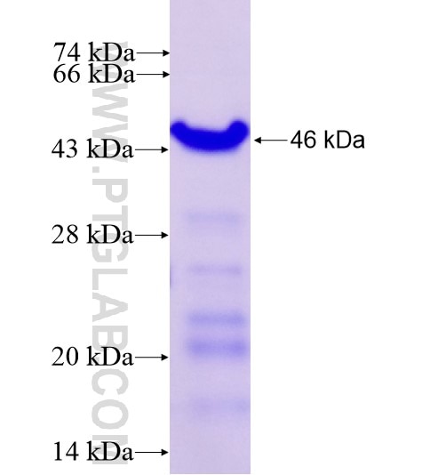 RNF126 fusion protein Ag13816 SDS-PAGE