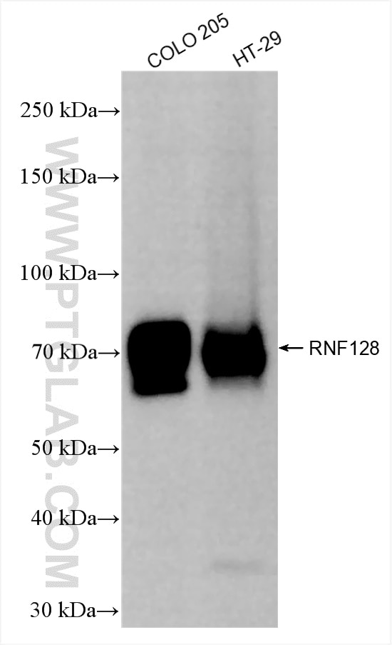 Various lysates were subjected to SDS PAGE followed by western blot with 85137-4-RR (RNF128 antibody) at dilution of 1:2000 incubated at room temperature for 1.5 hours. Western Blot (WB) analysis of various lysates using RNF128 Recombinant monoclonal antibody (85137-4-RR)