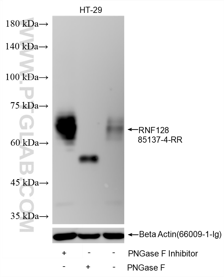 Untreated and PNGase F-treated, PNGase F inhibitor-treated HT-29 cells were subjected to SDS PAGE followed by western blot with 85137-4-RR (RNF128 antibody) at a dilution of 1:1000, incubated at room temperature for 1.5 hours. Western Blot (WB) analysis of various lysates using RNF128 Recombinant monoclonal antibody (85137-4-RR)