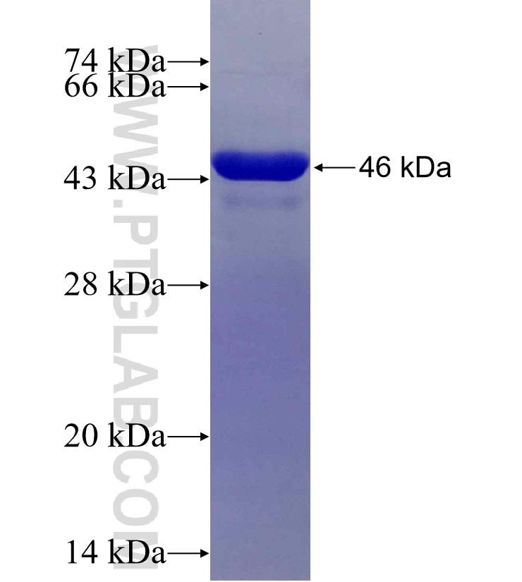 RNF128 fusion protein Ag22834 SDS-PAGE