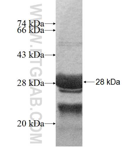 RNF13 fusion protein Ag8987 SDS-PAGE