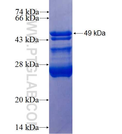 RNF13 fusion protein Ag9015 SDS-PAGE