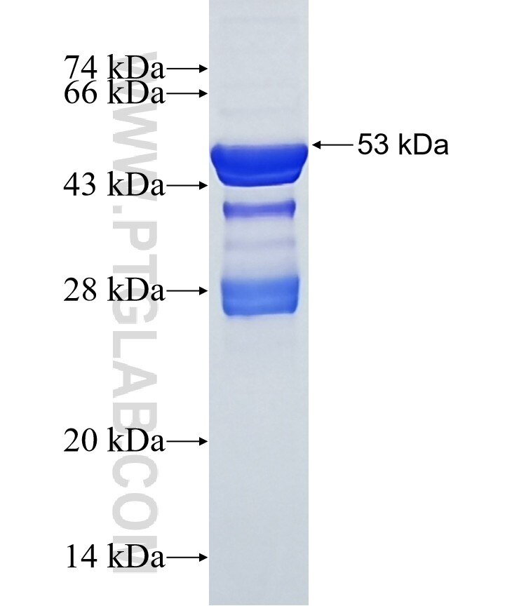 RNF13 fusion protein Ag9015 SDS-PAGE