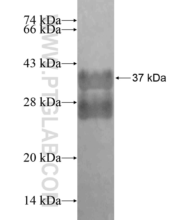 RNF130 fusion protein Ag18108 SDS-PAGE