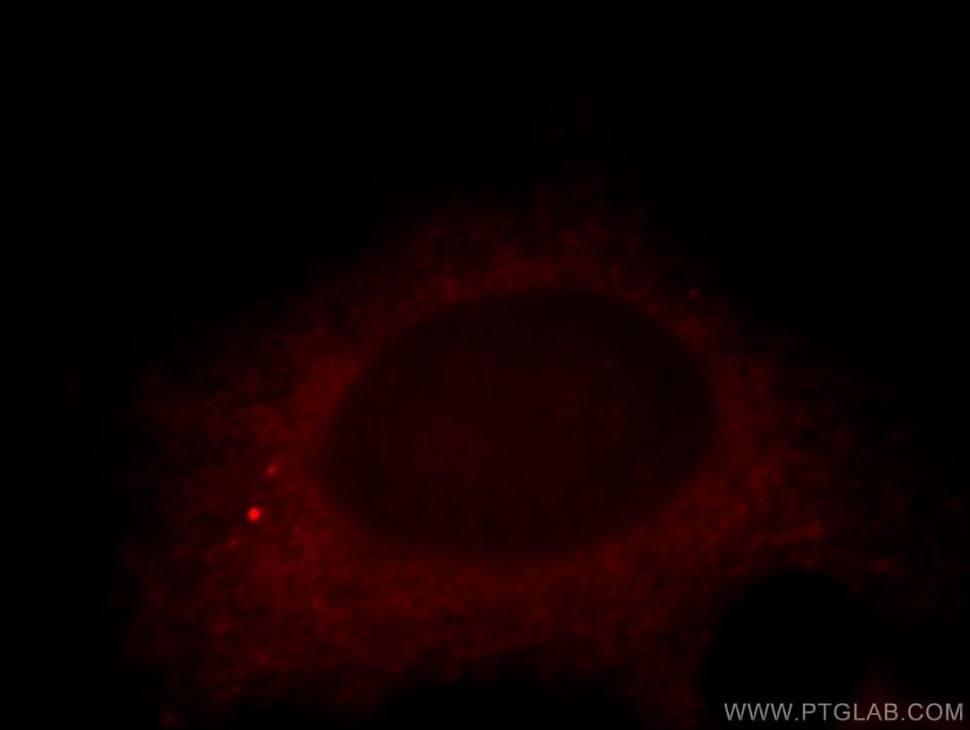 Immunofluorescence (IF) / fluorescent staining of HeLa cells using RNF133 Polyclonal antibody (20792-1-AP)