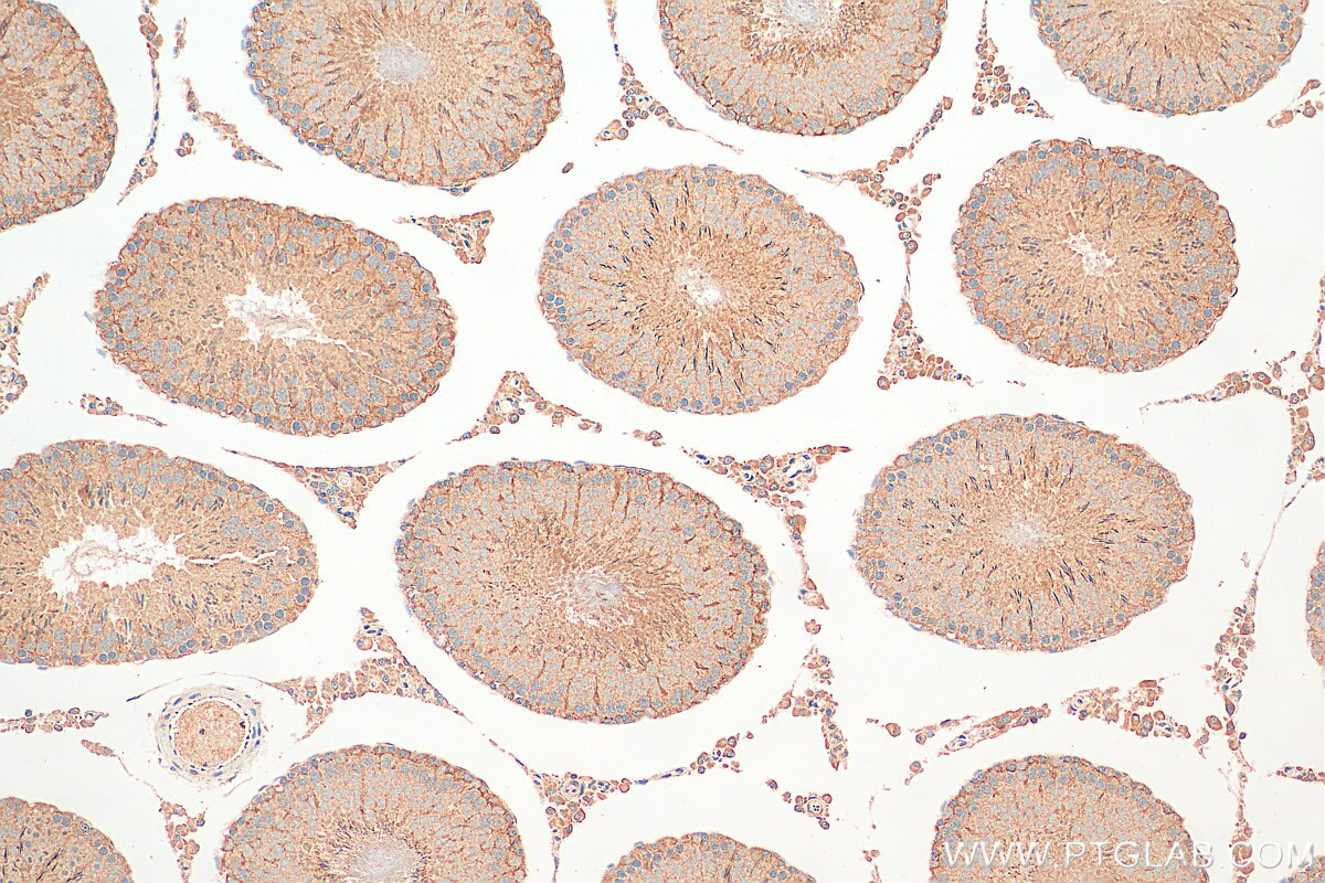 IHC staining of rat testis using 20792-1-AP