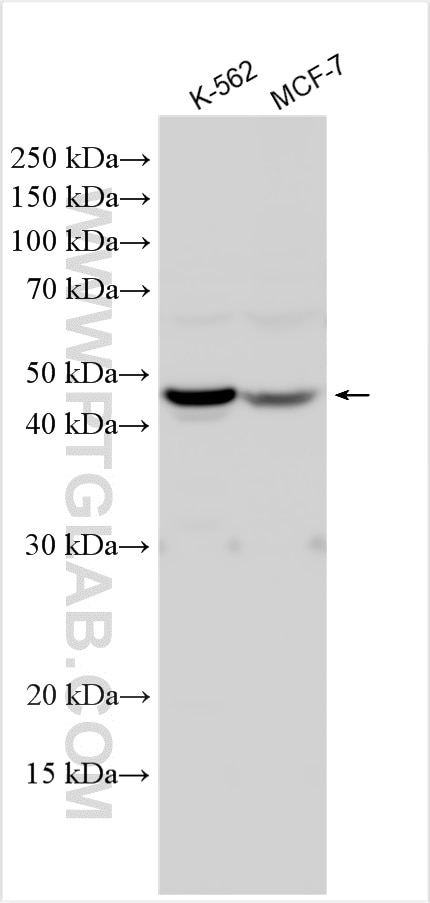 Western Blot (WB) analysis of various lysates using RNF133 Polyclonal antibody (20792-1-AP)