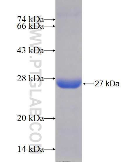 RNF133 fusion protein Ag14534 SDS-PAGE