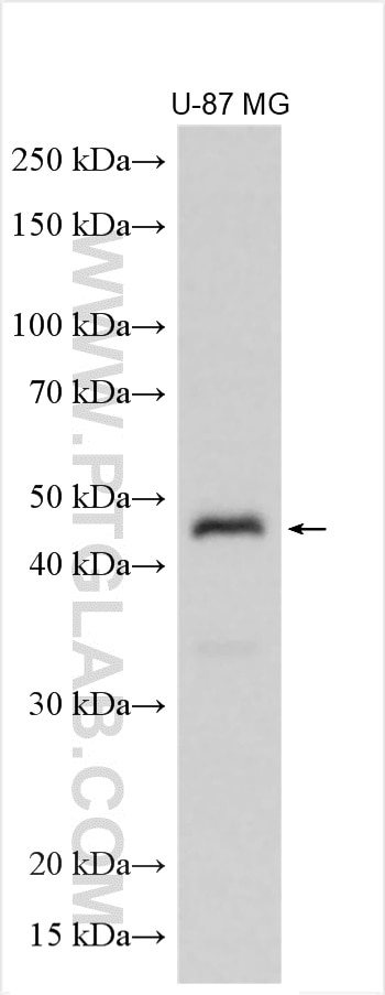 Western Blot (WB) analysis of various lysates using RNF135 Polyclonal antibody (25061-1-AP)