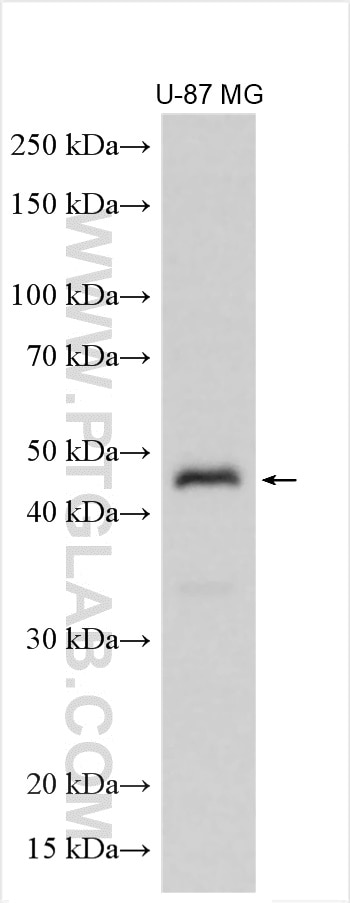 WB analysis using 25061-1-AP