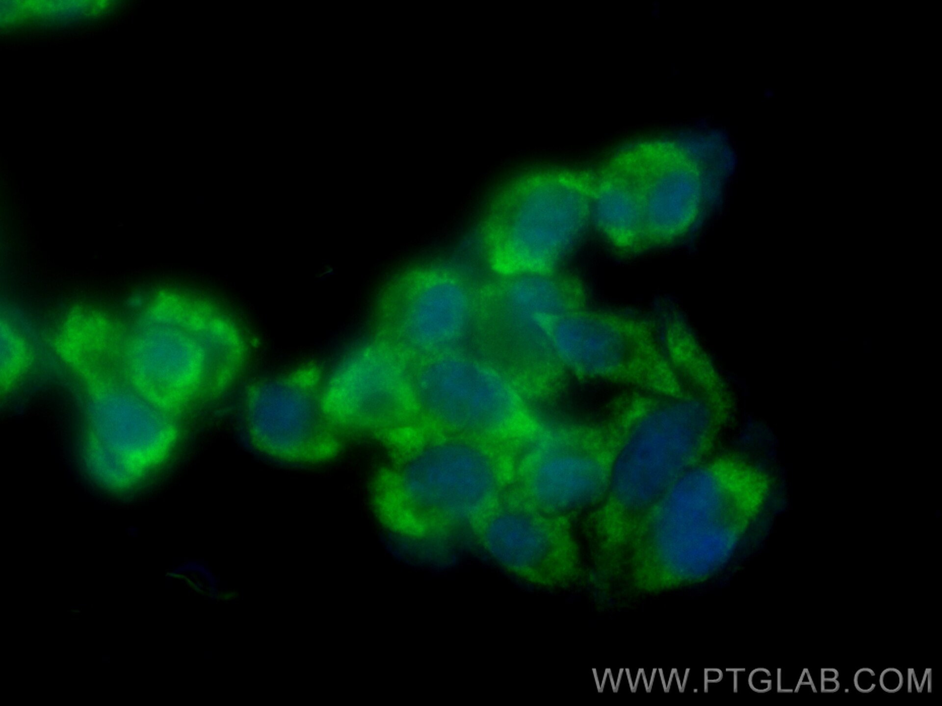 Immunofluorescence (IF) / fluorescent staining of PC-12 cells using CoraLite® Plus 488-conjugated RNF135 Polyclonal an (CL488-25061)