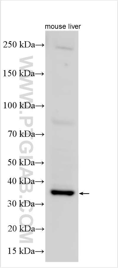 Western Blot (WB) analysis of various lysates using RNF138 Polyclonal antibody (17039-1-AP)