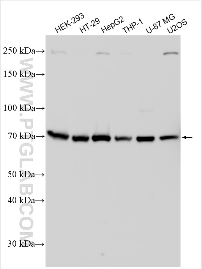 Western Blot (WB) analysis of various lysates using RNF139 Polyclonal antibody (28261-1-AP)