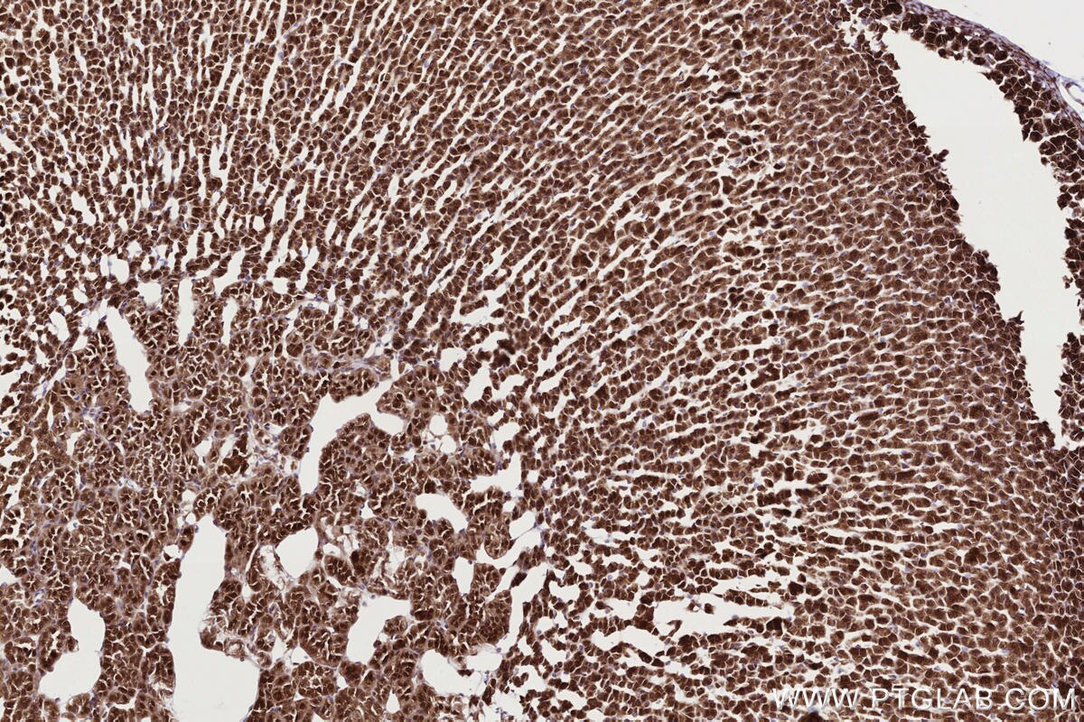 IHC staining of rat adrenal gland using 83755-2-RR Immunohistochemistry (IHC) staining of rat adrenal gland tissue using RNF139 Recombinant monoclonal antibody (83755-2-RR)