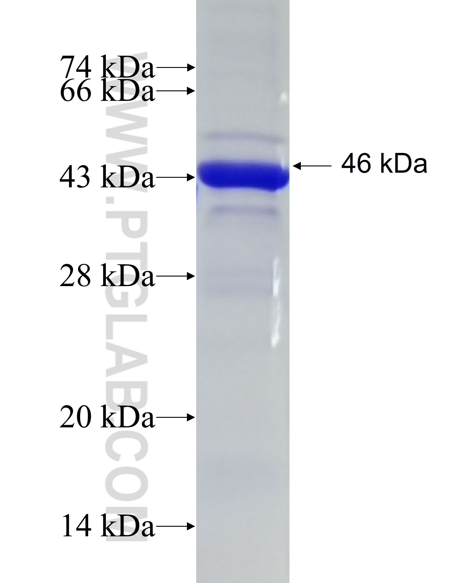 RNF139 fusion protein Ag27147 SDS-PAGE