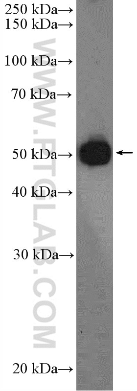 Western Blot (WB) analysis of HEK-293T cells using RNF14 Polyclonal antibody (26368-1-AP)