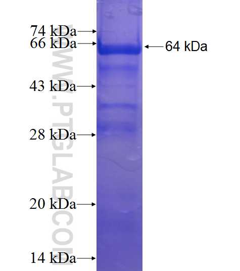 RNF14 fusion protein Ag23734 SDS-PAGE
