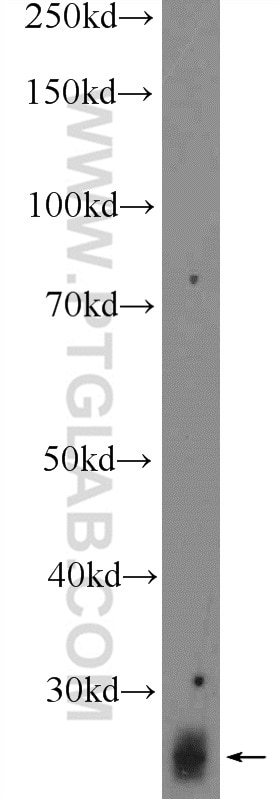 Western Blot (WB) analysis of mouse testis tissue using RNF141 Polyclonal antibody (26041-1-AP)