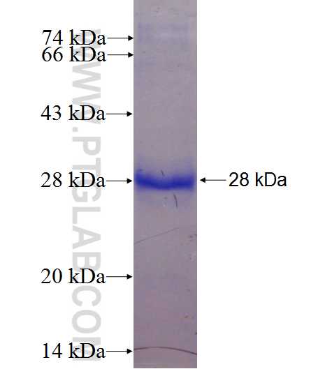 RNF141 fusion protein Ag23324 SDS-PAGE