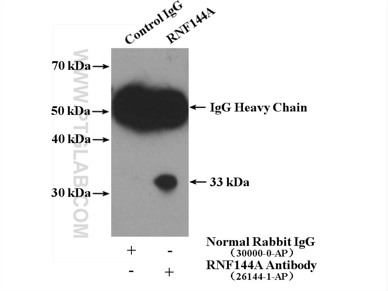 IP experiment of CHO using 26144-1-AP