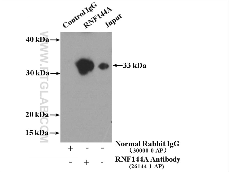 Immunoprecipitation (IP) experiment of CHO cells using RNF144A Polyclonal antibody (26144-1-AP)