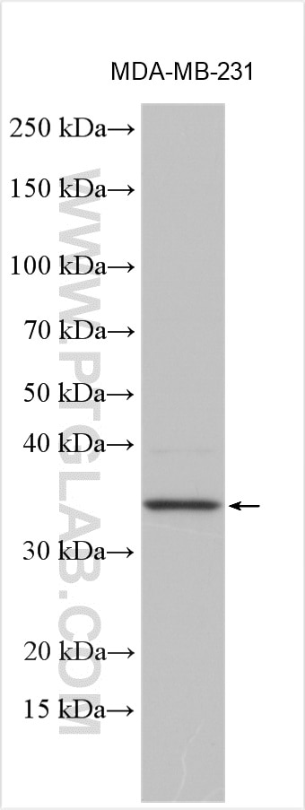 Western Blot (WB) analysis of MDA-MB-231 cells using RNF144A Polyclonal antibody (26144-1-AP)
