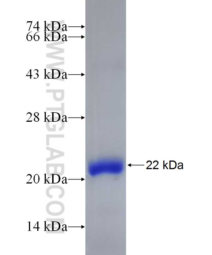 RNF144A fusion protein Ag23491 SDS-PAGE