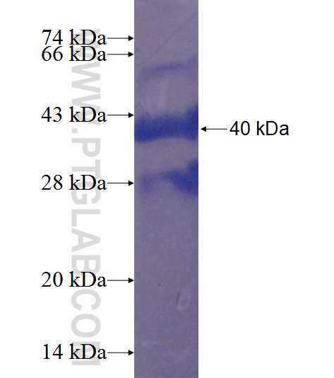 RNF144A fusion protein Ag23508 SDS-PAGE